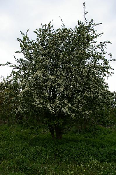 20120506_012_aubepine.JPG