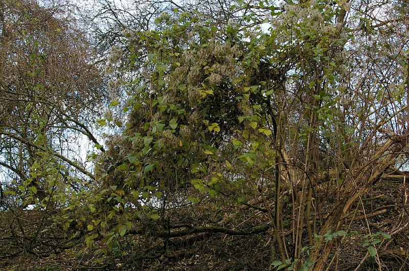 20121118_023_vigne_vierge.JPG