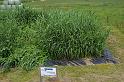 20140607_093_st_hippolyte