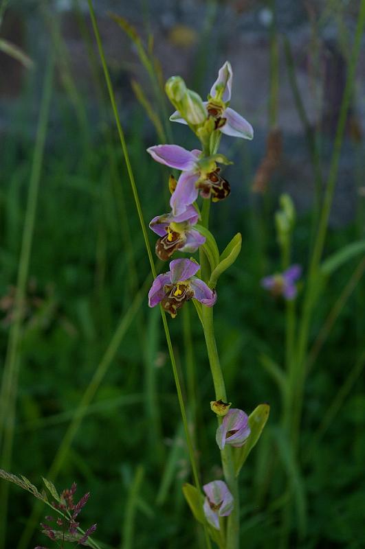 20140608_133_ophrys_abeille.JPG