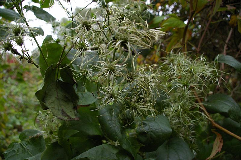 20141012_008_vigne_vierge.JPG