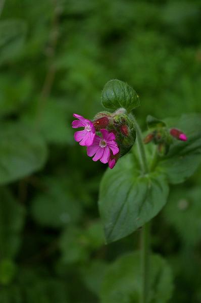 20140413_013-Silene_dioique.JPG