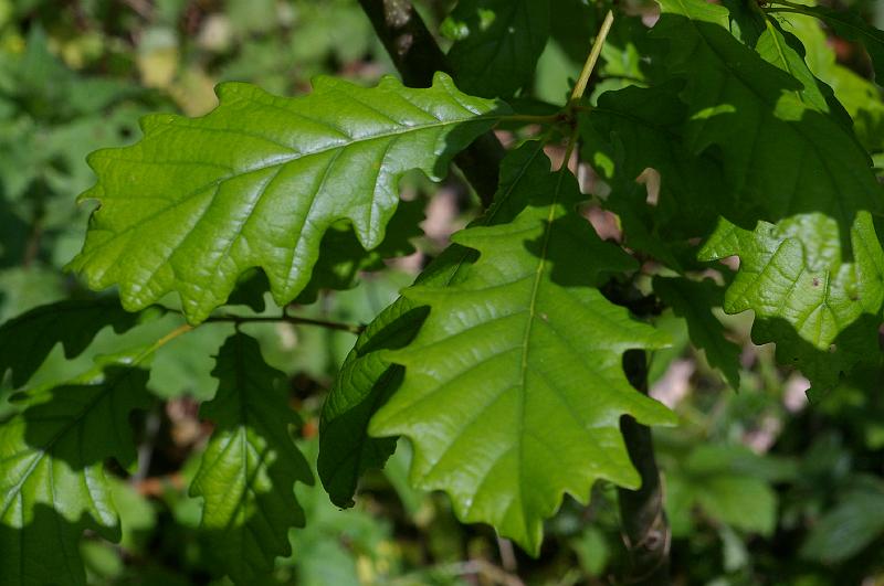 20140518_016.JPG