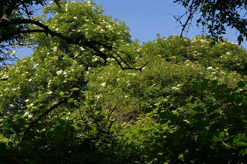 20140518_017.JPG