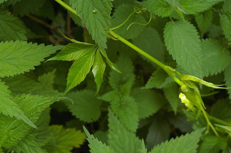 20150614_RB_002vigne_vierge.JPG