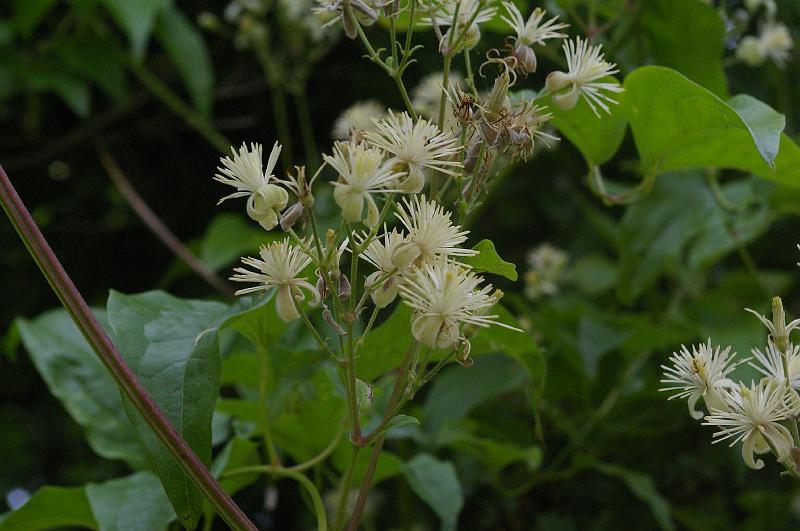 IMGP0054_clematite-_vigne_blanche_fleur.JPG