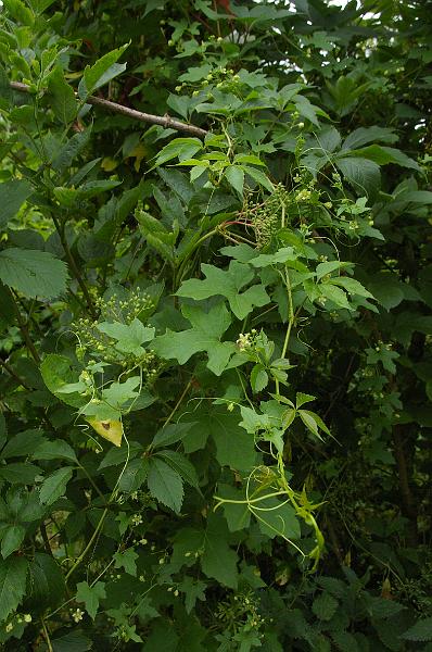 IMGP0077_vigne_vierge.JPG